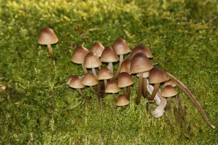 Funghi del parco del ticino da ID